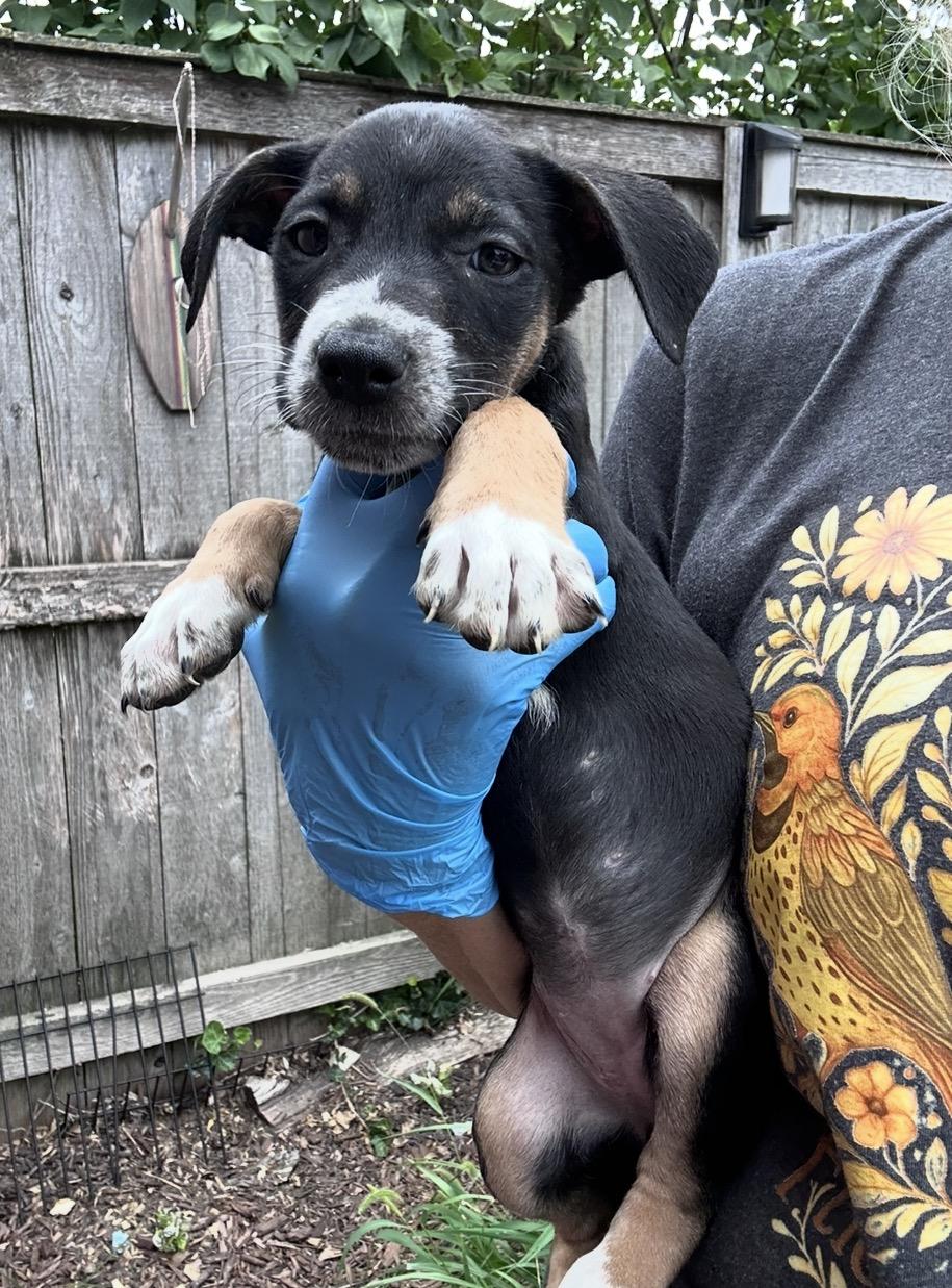 Enlarge Mizuno, a Adoptable mixed breed in Arlington Heights, IL image 5/5