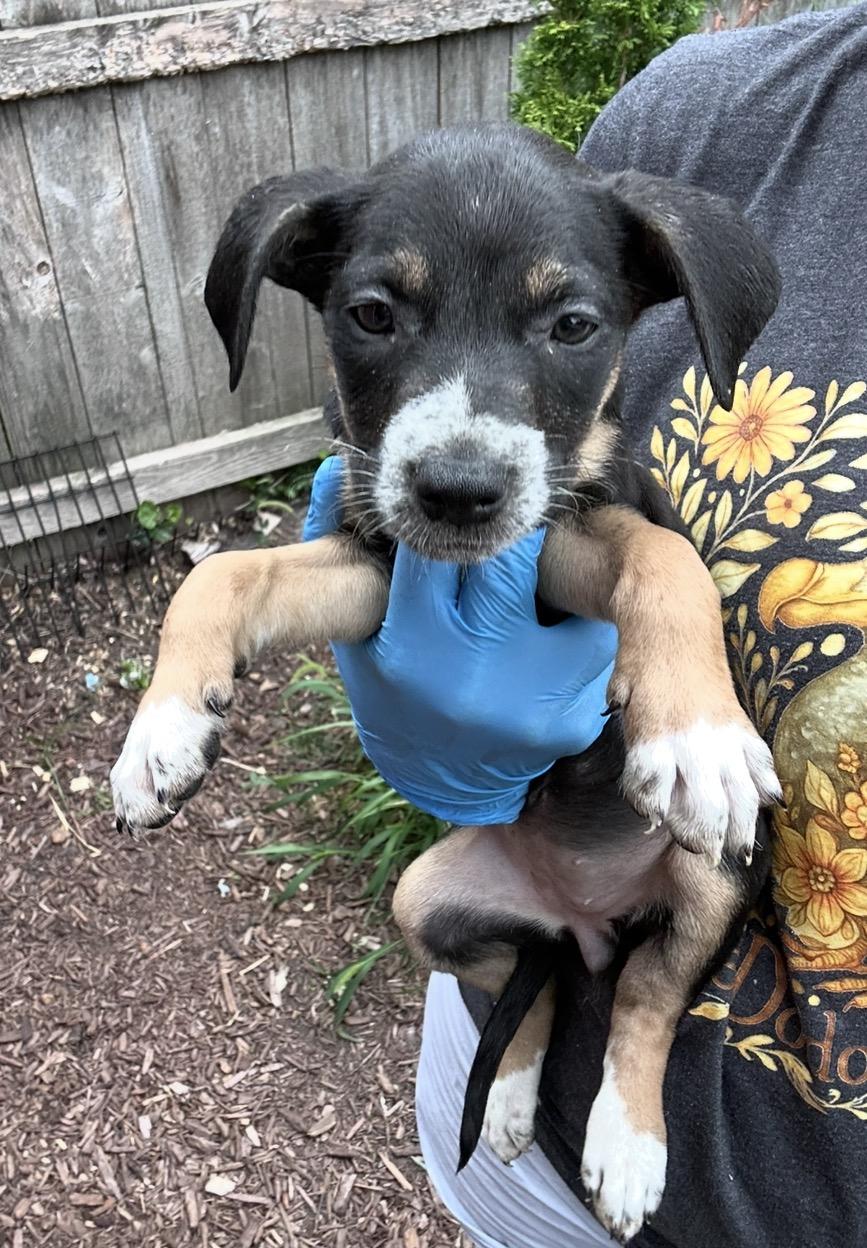 Enlarge Mizuno, a Adoptable mixed breed in Arlington Heights, IL image 1/5