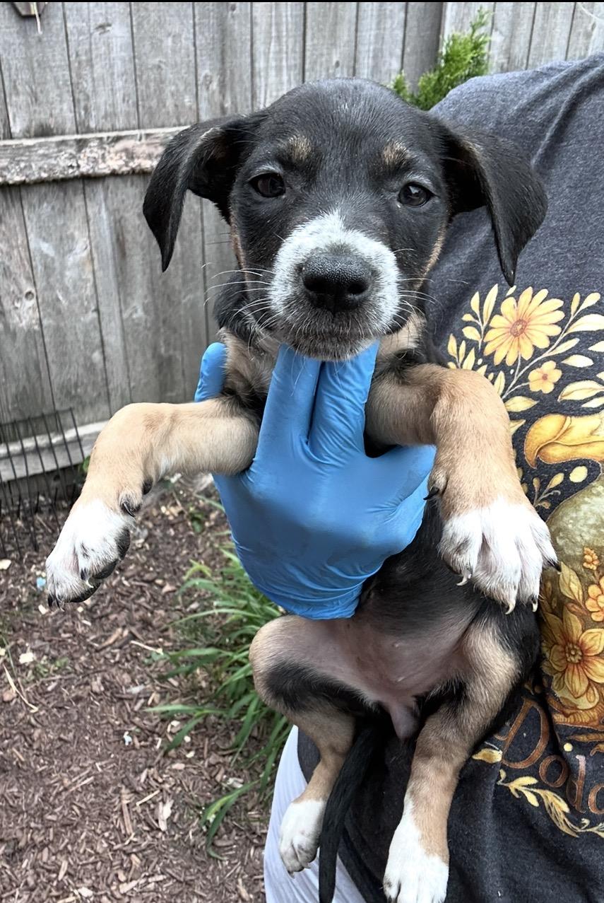 Enlarge Mizuno, a Adoptable mixed breed in Arlington Heights, IL image 3/5