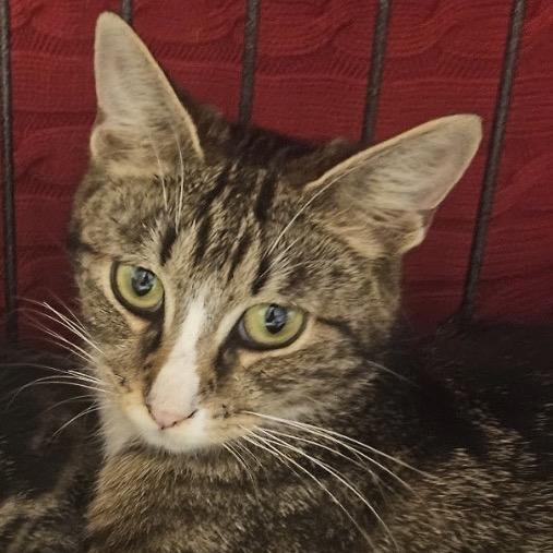 Mama Moona, Adoptable, Young Female Domestic Short Hair.