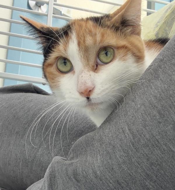 Fable, Adoptable, Young Female Domestic Short Hair.