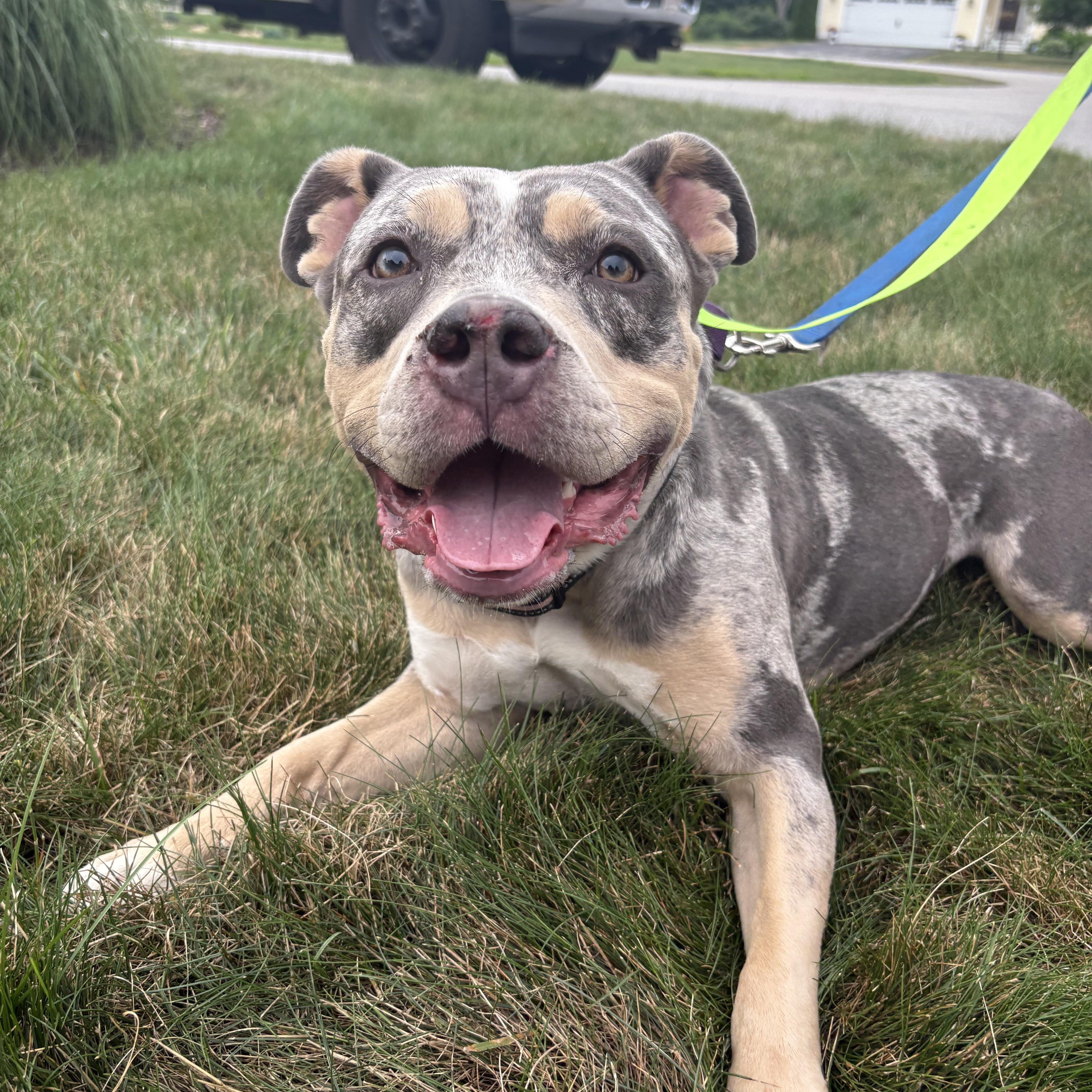 Coco, a ADOPTABLE American Staffordshire Terrier in Nutting Lake, MA image 2/6