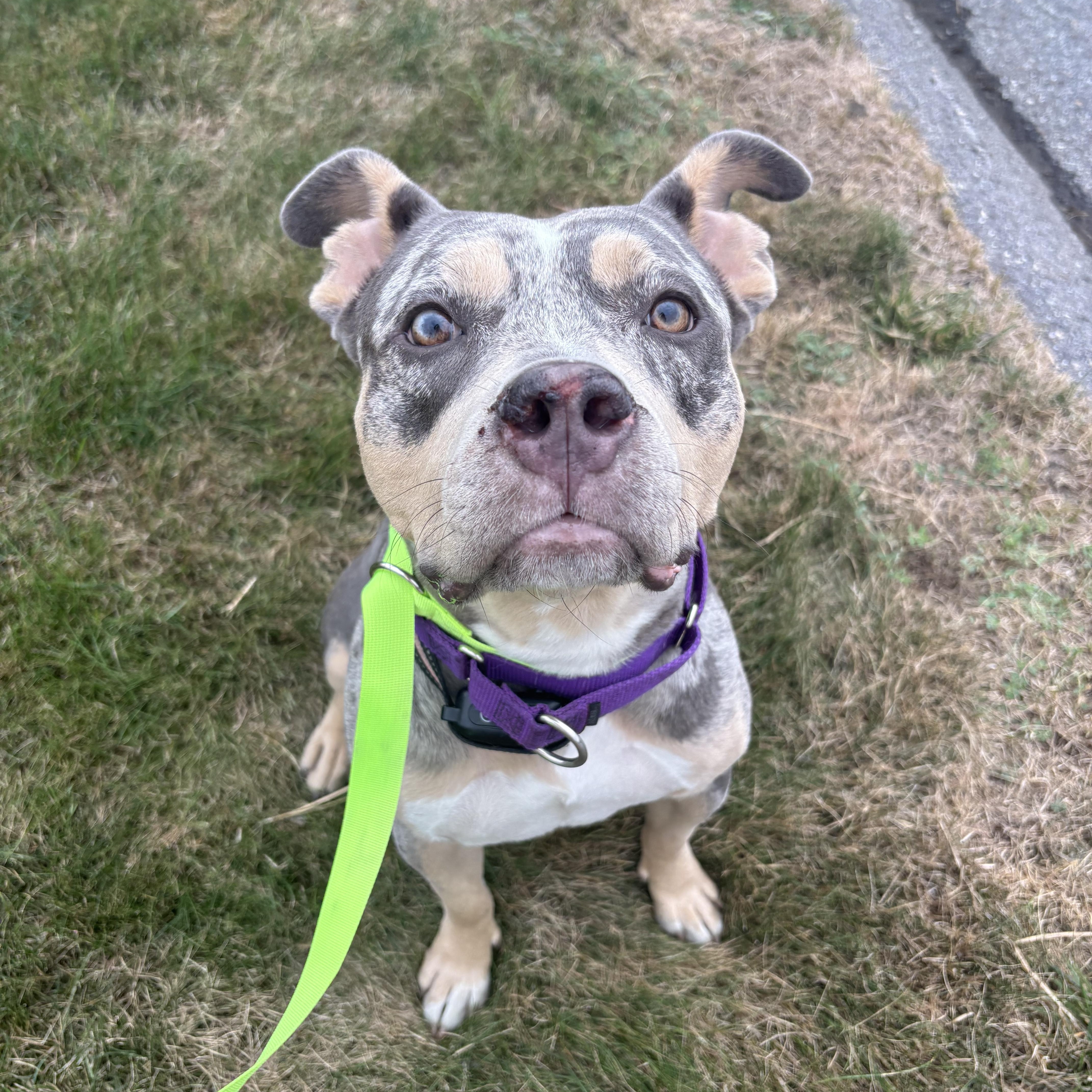 Coco, a ADOPTABLE American Staffordshire Terrier in Nutting Lake, MA image 3/6