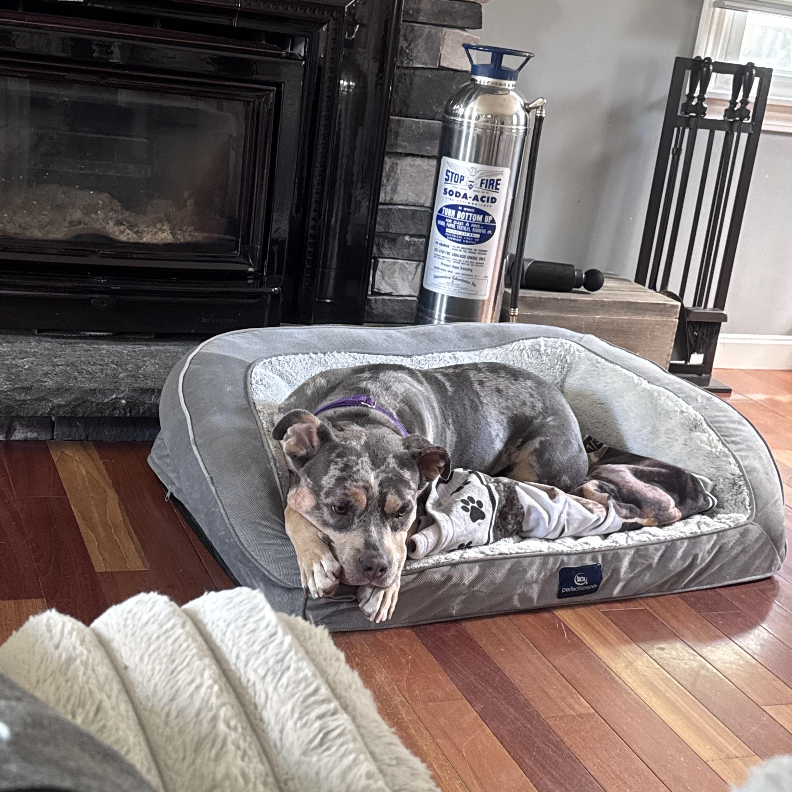Coco, a ADOPTABLE American Staffordshire Terrier in Nutting Lake, MA image 5/6