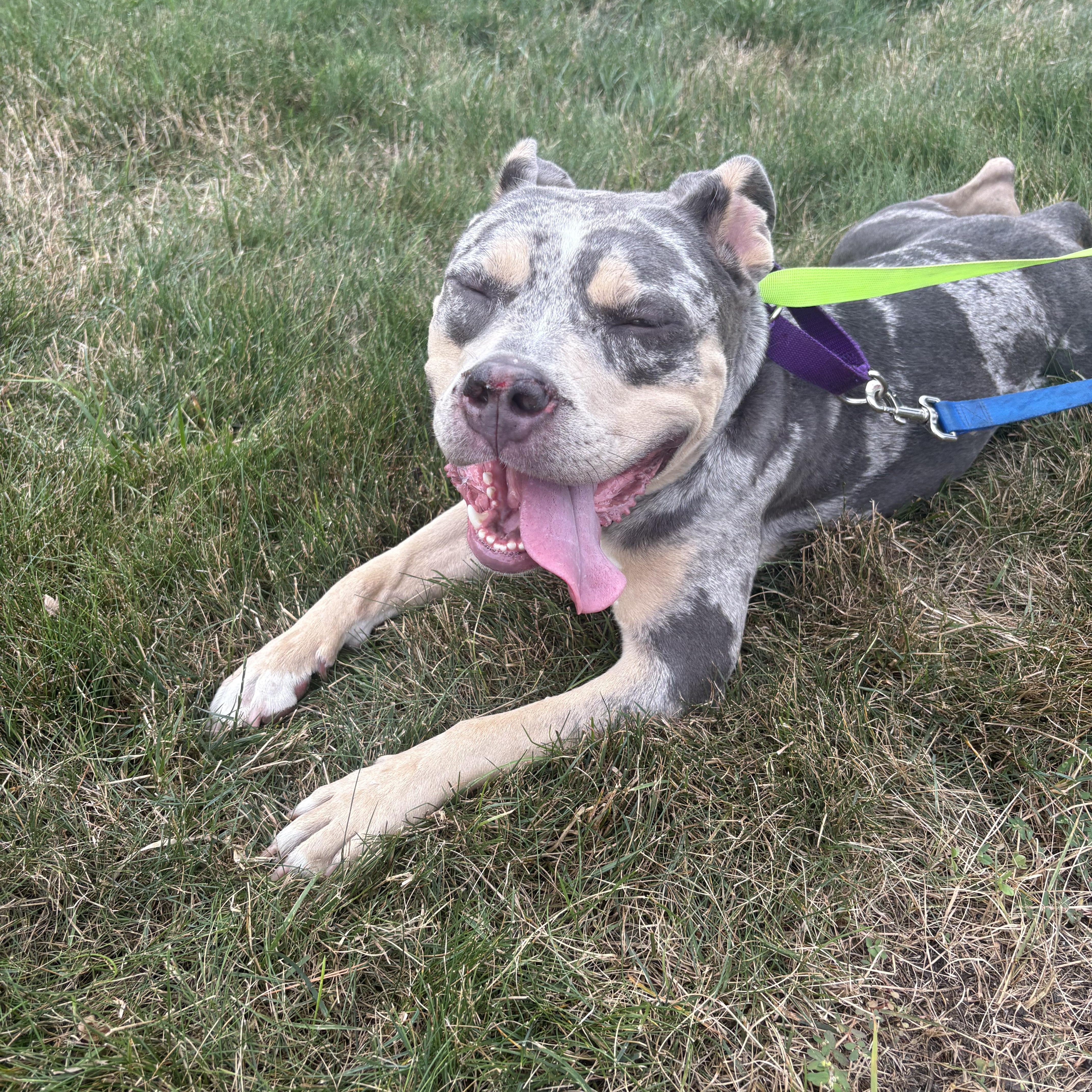 Coco, ADOPTABLE, Young Female American Staffordshire Terrier.