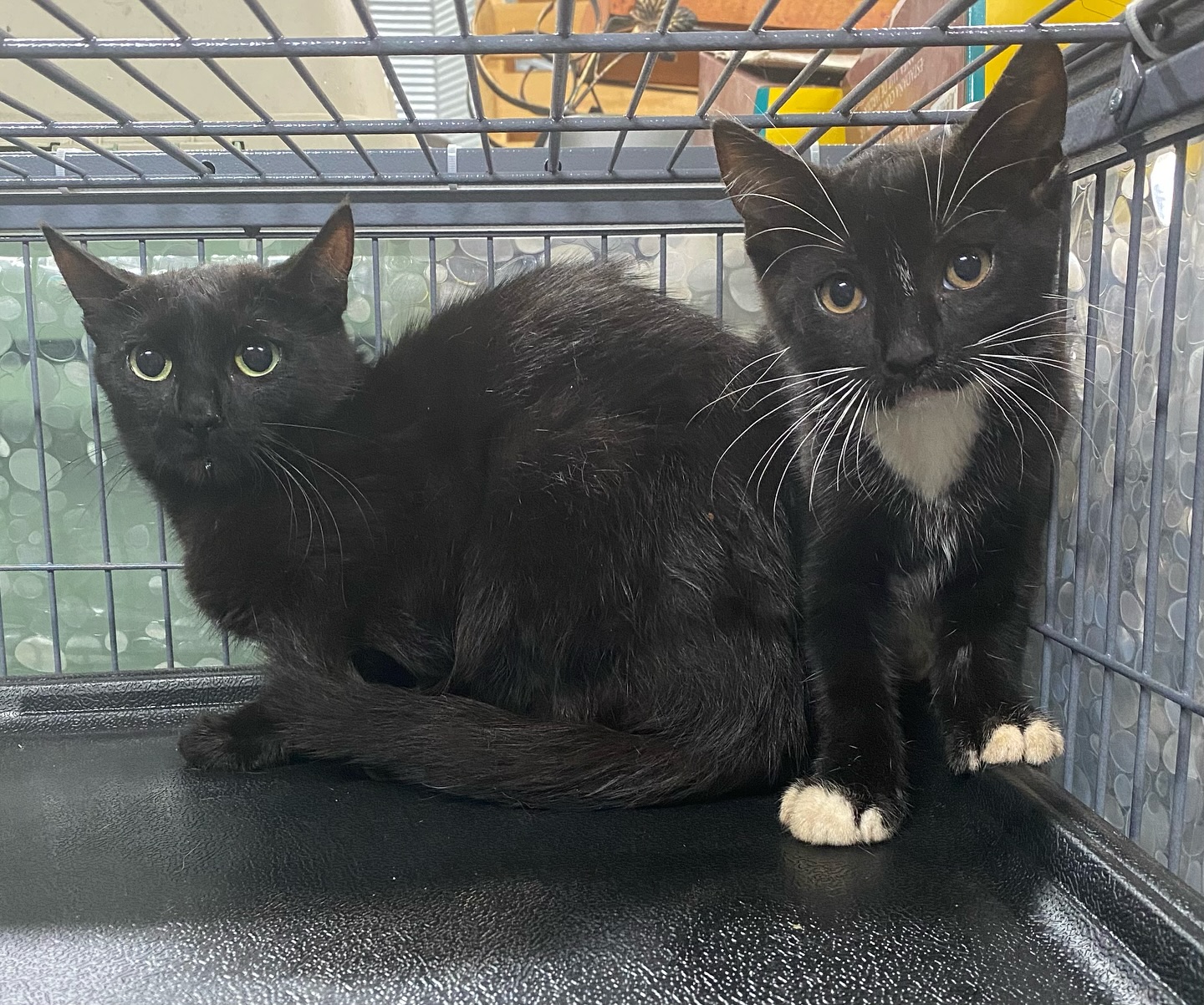 LILY, a Adoptable Domestic Short Hair in Tillsonburg, ON image 2/2