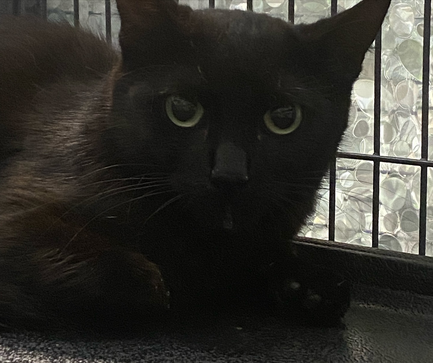 LILY, a Adoptable Domestic Short Hair in Tillsonburg, ON image 1/2