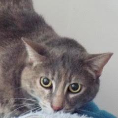 Pixie, Adult Female unknown