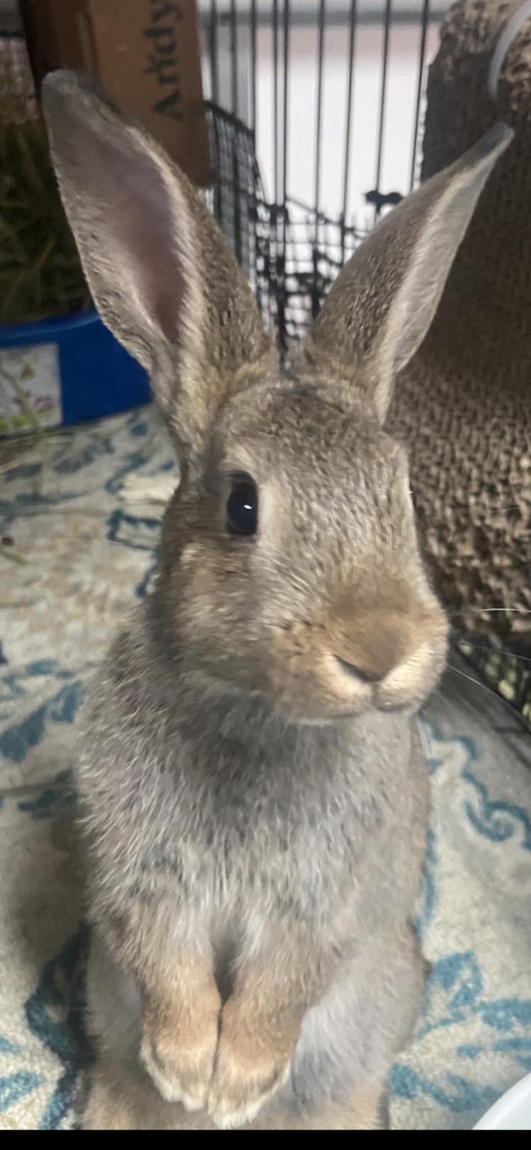 Peter, Adoptable, Adult Male American.