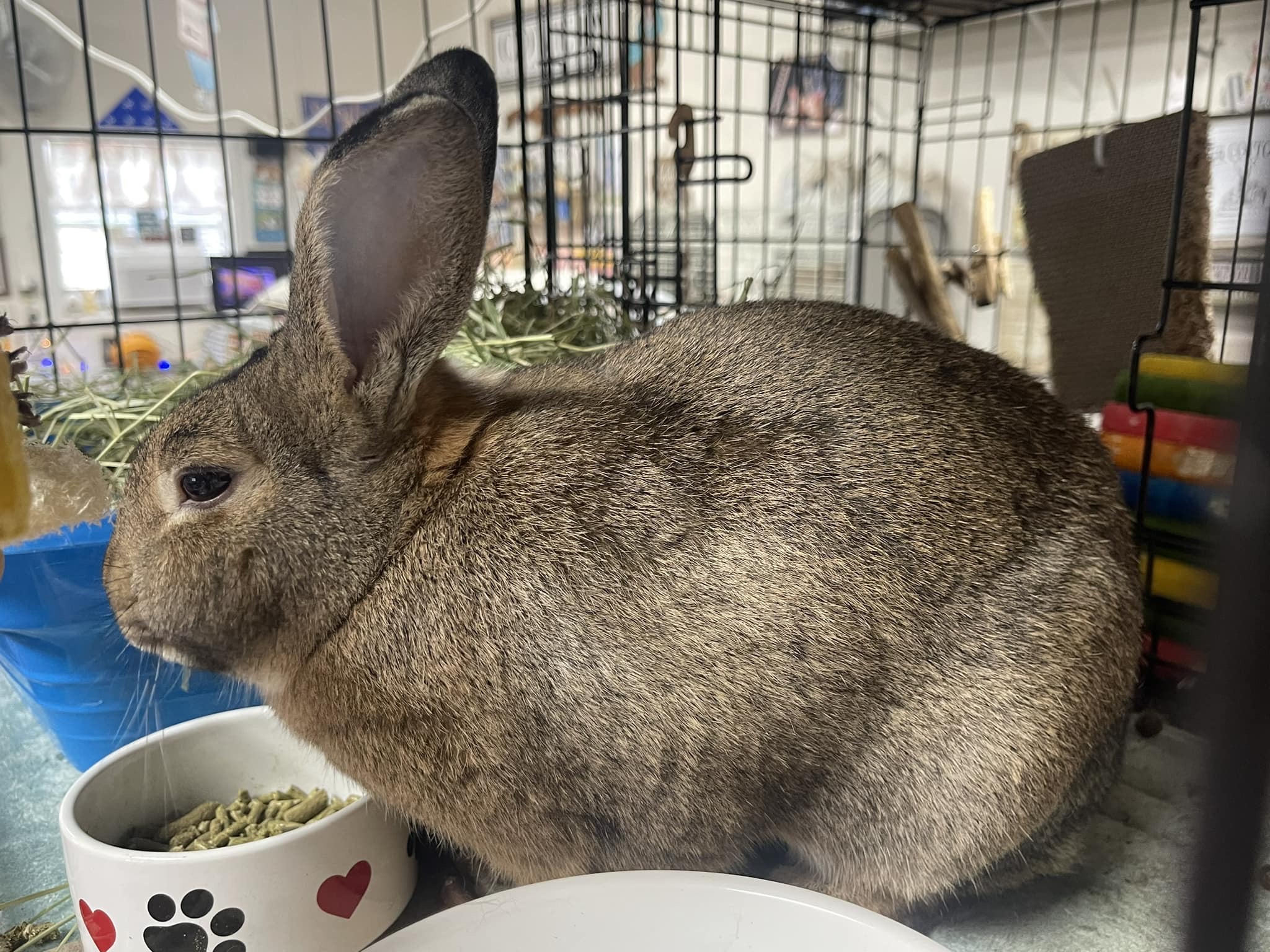 Peter, a Adoptable mixed breed in SAUCIER, MS image 2/2