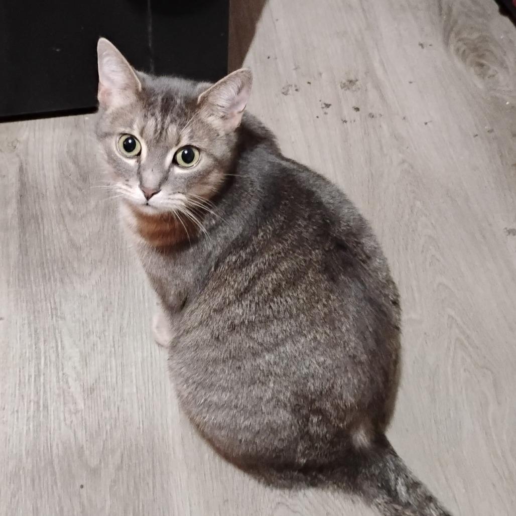 Bright Eyes/ Jade, Adoptable, Adult Female American Shorthair.