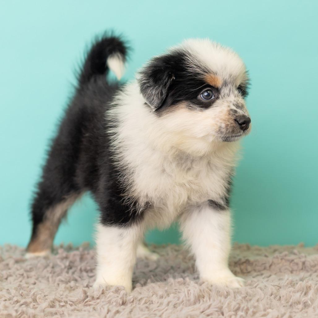 Enlarge Strawberry Crunch Mini Donuts, a Adoptable mixed breed in St. Paul, MN image 1/6
