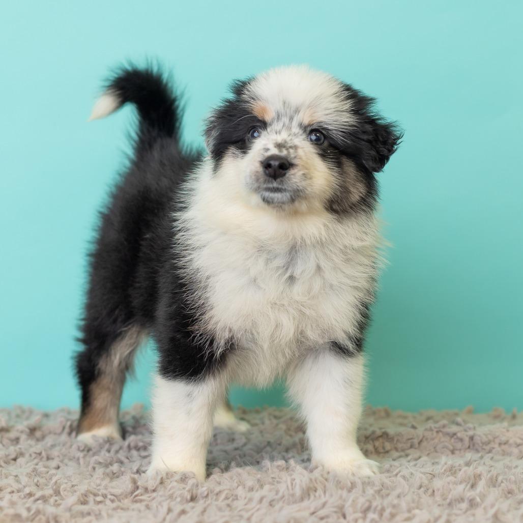 Enlarge Strawberry Crunch Mini Donuts, a Adoptable mixed breed in St. Paul, MN image 2/6