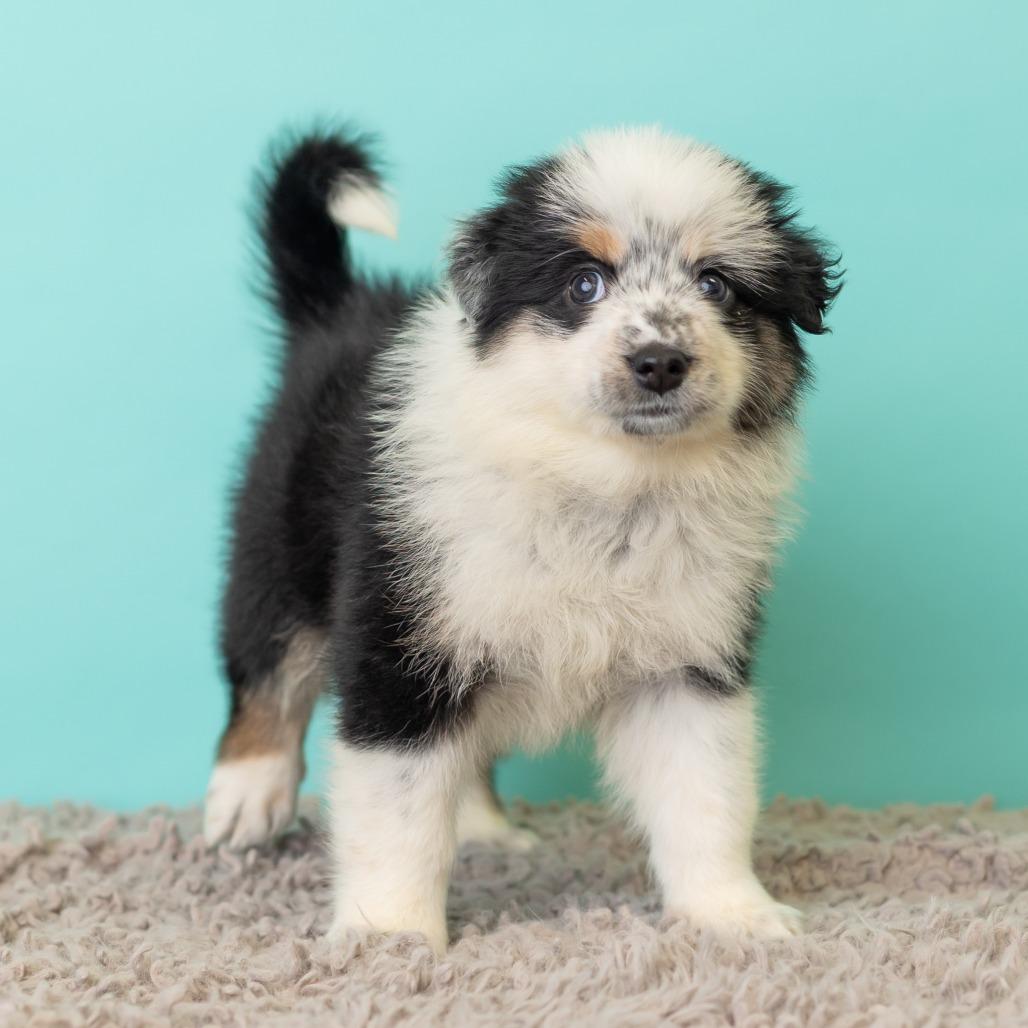 Enlarge Strawberry Crunch Mini Donuts, a Adoptable mixed breed in St. Paul, MN image 3/6