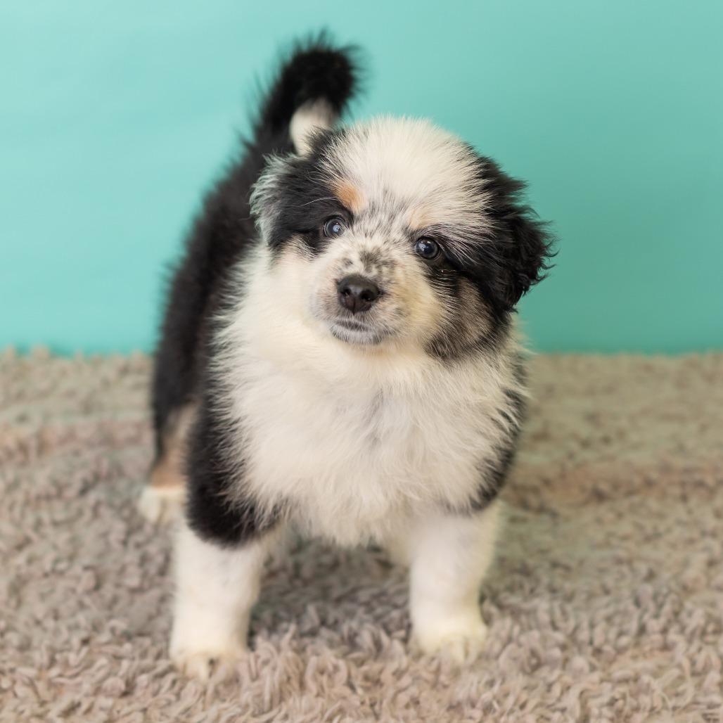 Enlarge Strawberry Crunch Mini Donuts, a Adoptable mixed breed in St. Paul, MN image 4/6