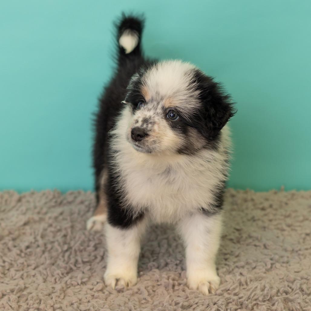 Enlarge Strawberry Crunch Mini Donuts, a Adoptable mixed breed in St. Paul, MN image 5/6