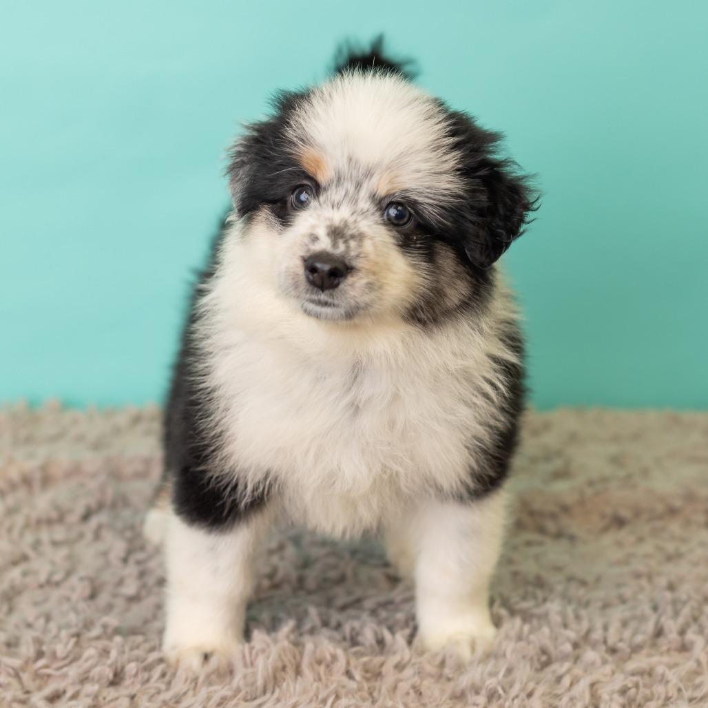 Enlarge Strawberry Crunch Mini Donuts, a Adoptable mixed breed in St. Paul, MN image 6/6