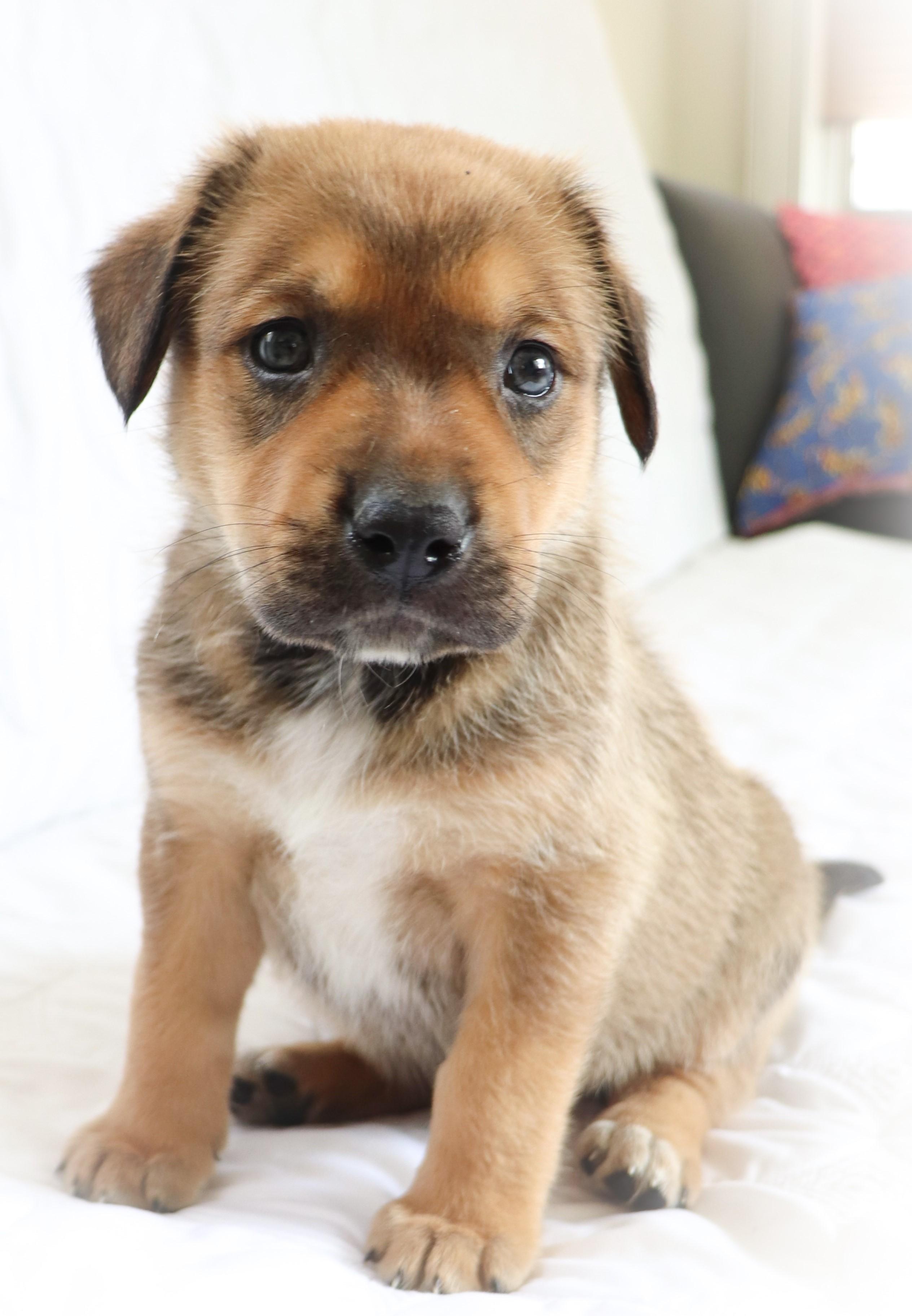 Enlarge Buster (Keaton), an adoptable mixed breed in Saint Paul, MN image 2/6