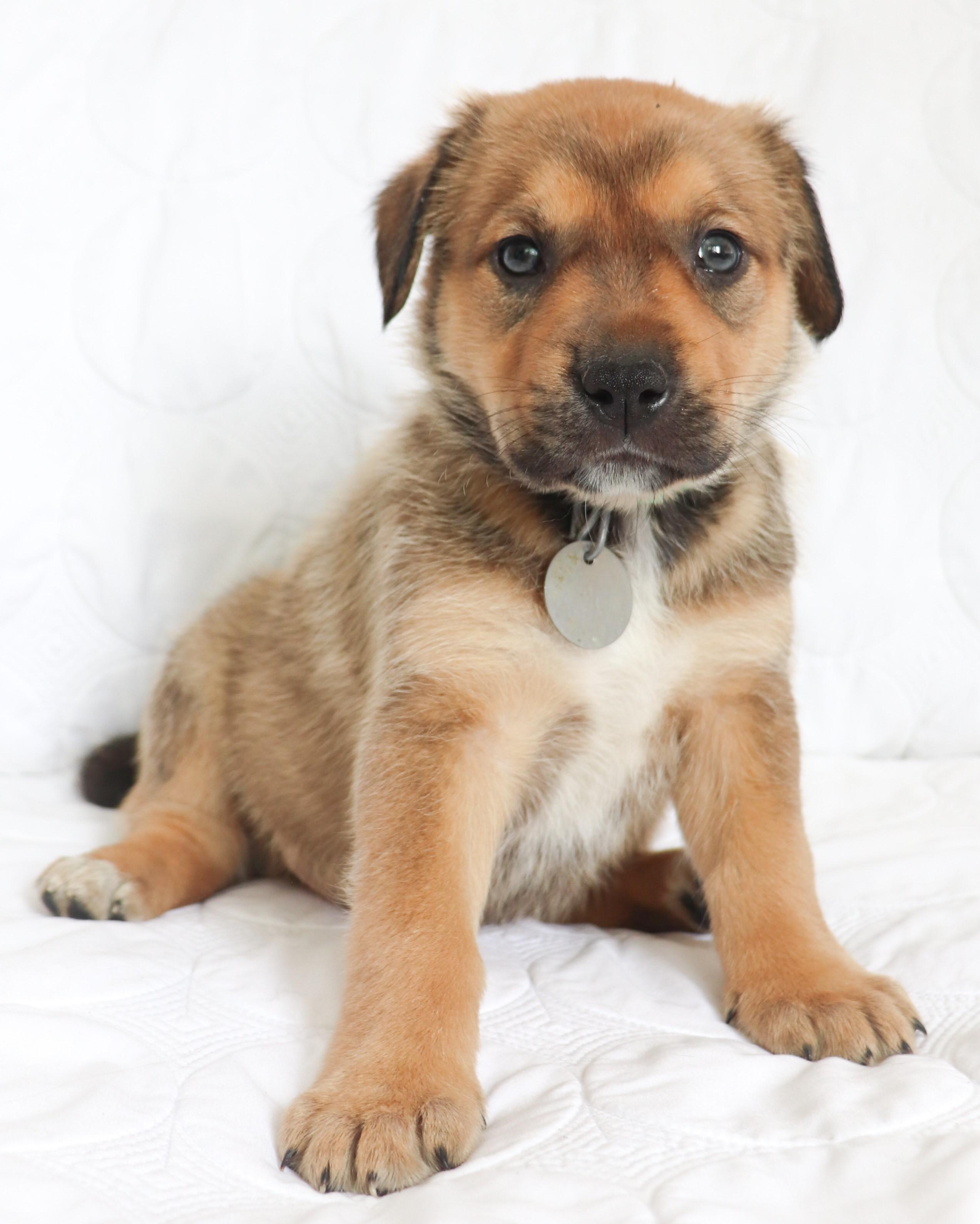 Enlarge Buster (Keaton), an adoptable mixed breed in Saint Paul, MN image 1/6