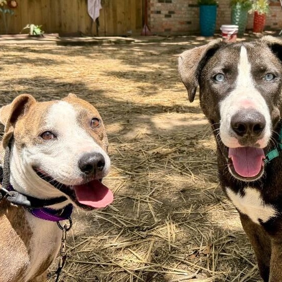 Josie Rosie loves to snuggle so cozy <3