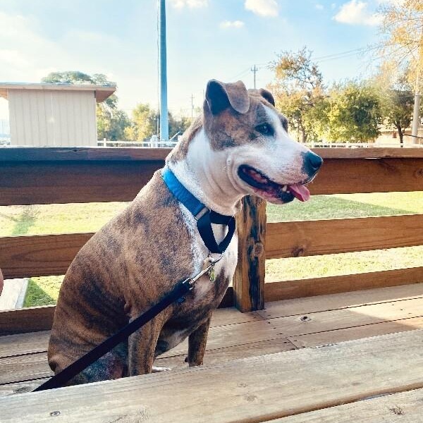 Josie Rosie loves to snuggle so cozy <3 — thumbnail 2