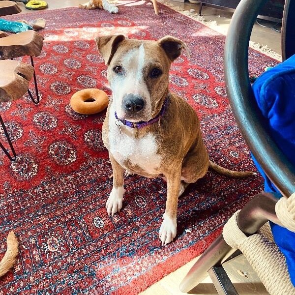 Josie Rosie loves to snuggle so cozy <3 — thumbnail 3