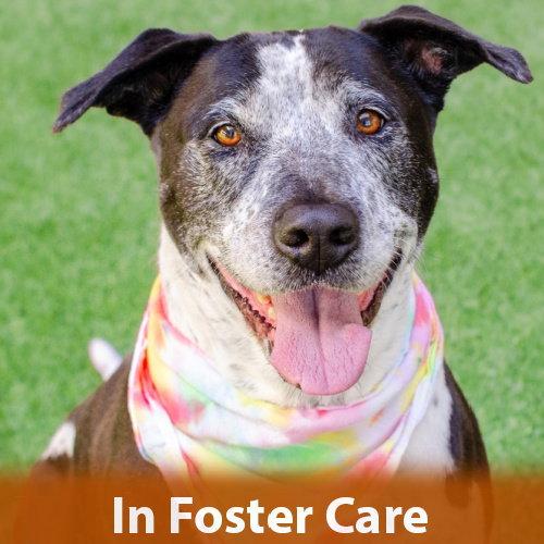 Enlarge Remi the Senior!, a Adoptable mixed breed in Burlingame, CA image 1/3