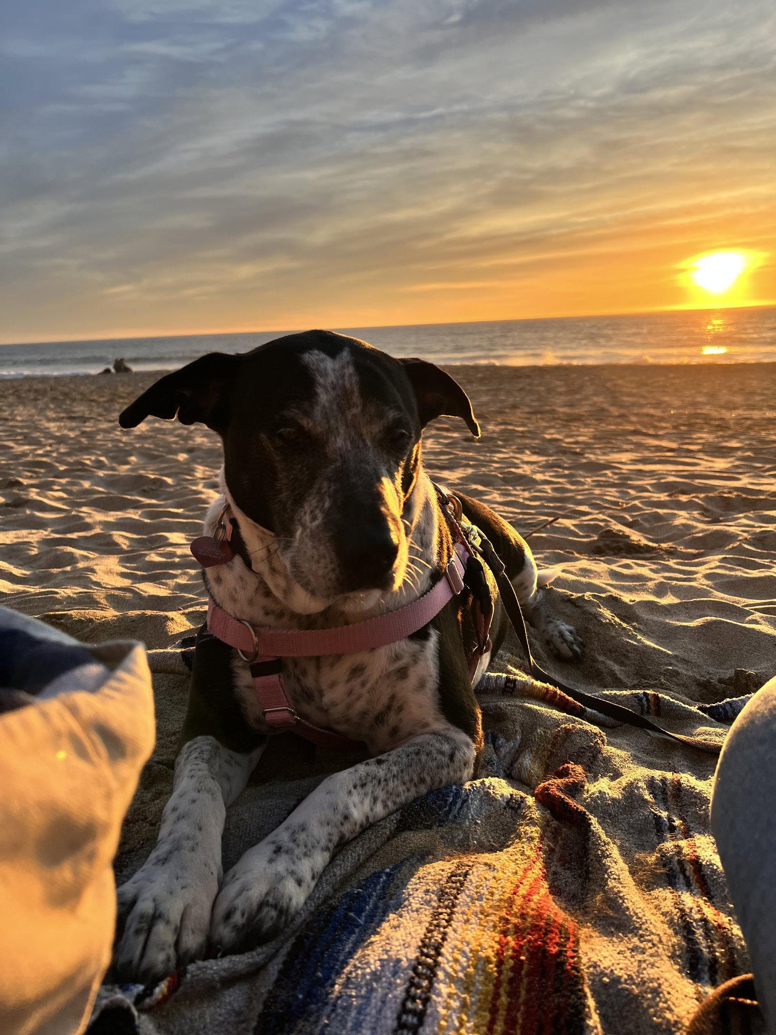Enlarge Remi the Senior!, a Adoptable mixed breed in Burlingame, CA image 2/3