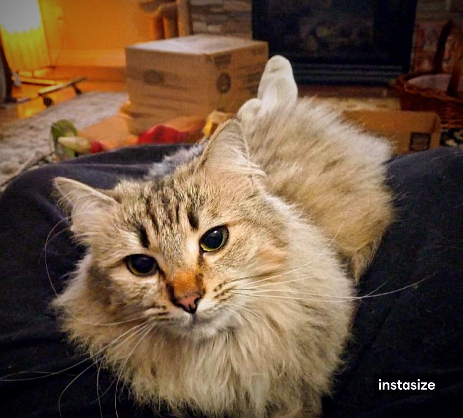 Swiss & Fava, a Adoptable mixed breed in Courtenay, BC image 1/6