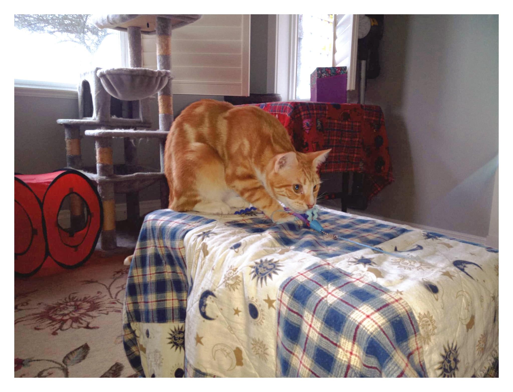 Swiss & Fava, a Adoptable mixed breed in Courtenay, BC image 6/6