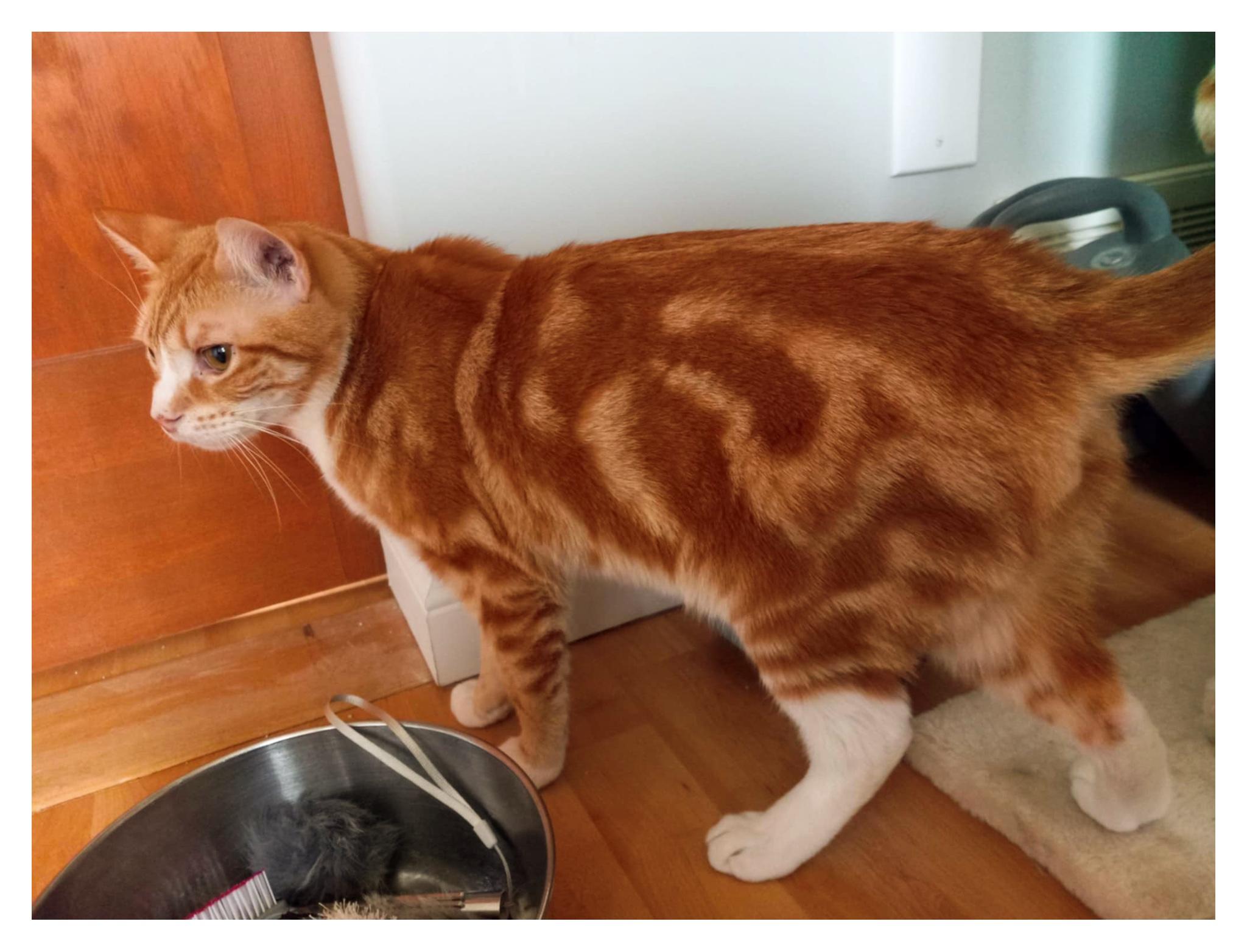 Swiss & Fava, a Adoptable mixed breed in Courtenay, BC image 2/6