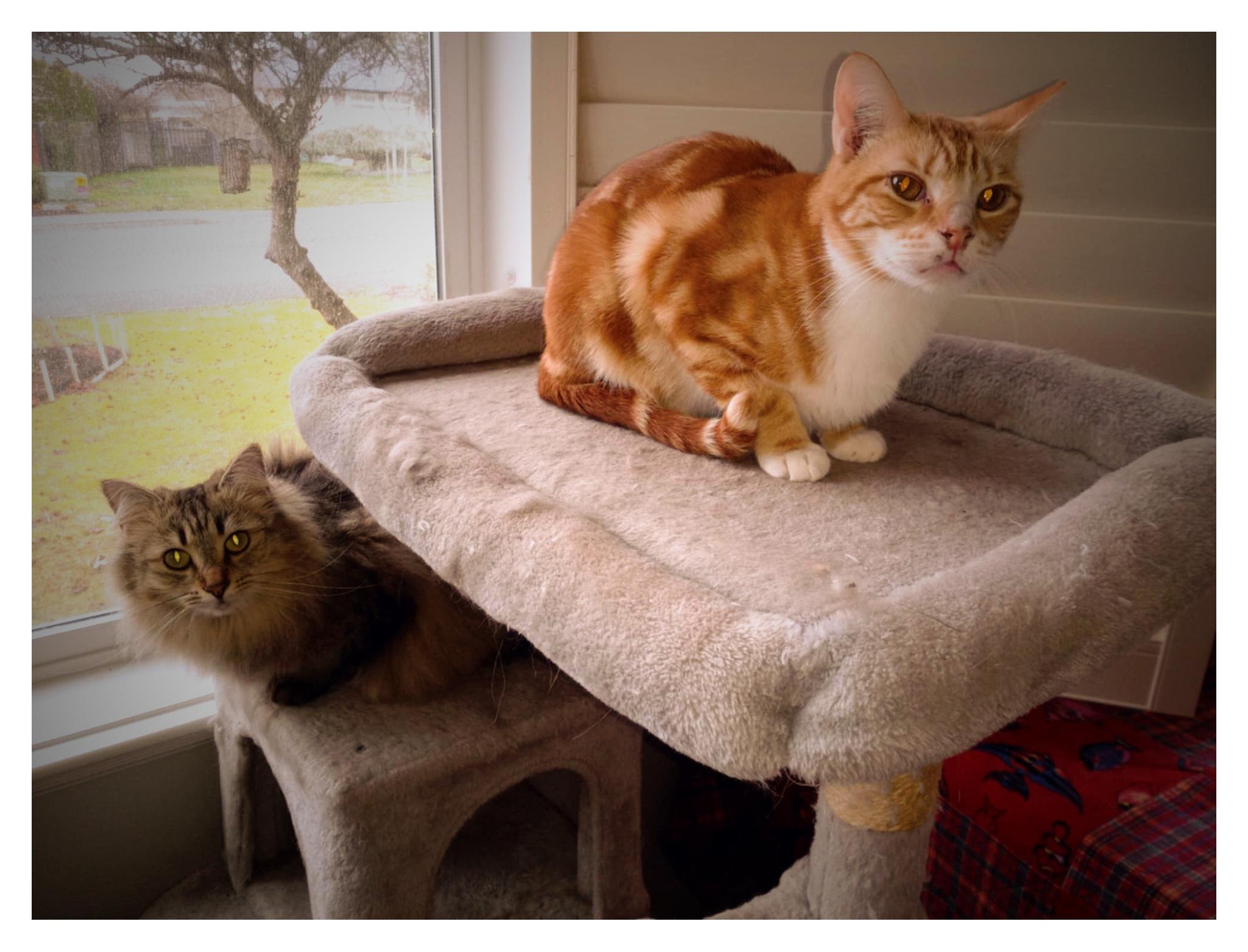 Swiss & Fava, a Adoptable mixed breed in Courtenay, BC image 4/6