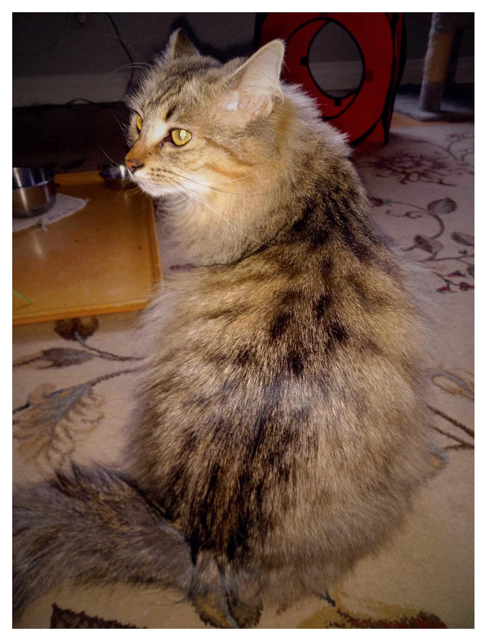 Swiss & Fava, a Adoptable mixed breed in Courtenay, BC image 5/6