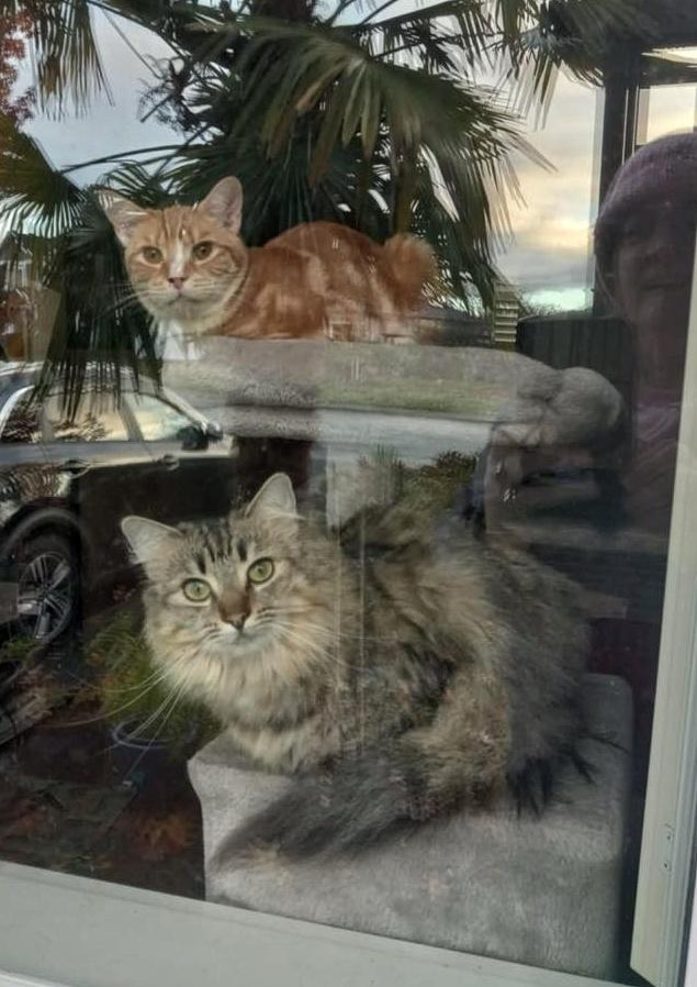 Swiss & Fava, a Adoptable mixed breed in Courtenay, BC image 3/6