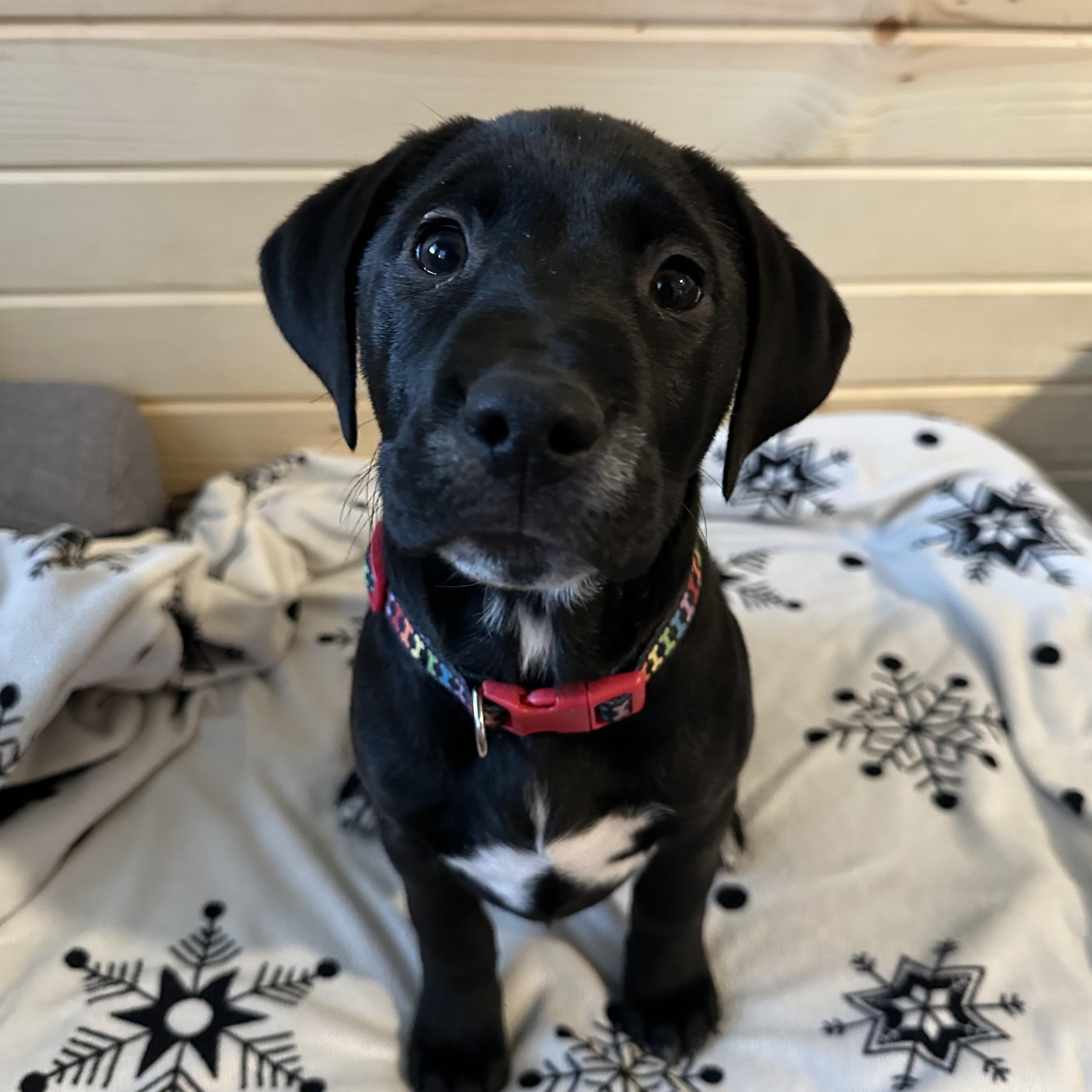 Gemma