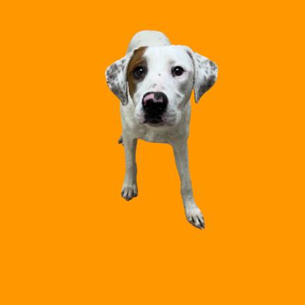 Foggy — thumbnail 2