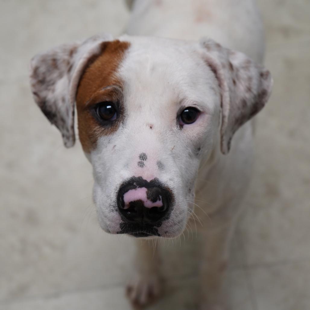 Foggy — thumbnail 3