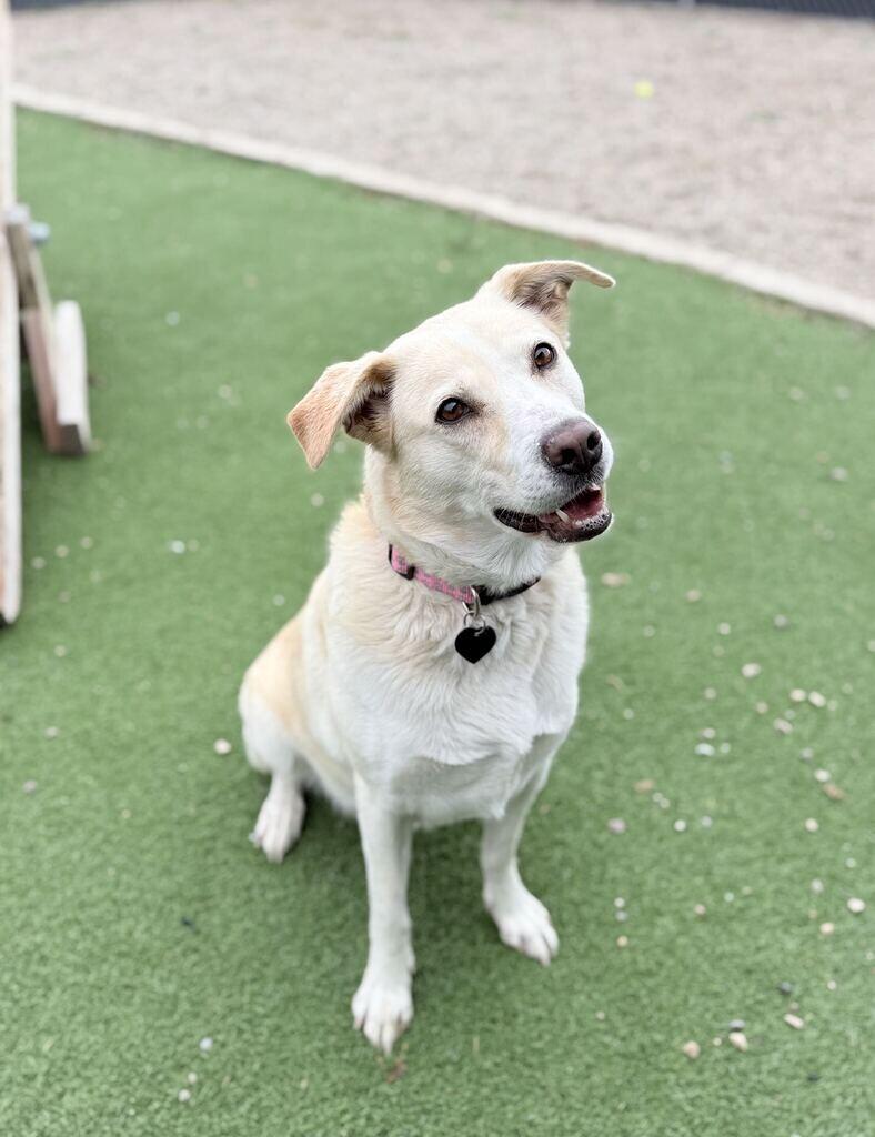 Goldilocks, Adoptable, Adult Female Yellow Labrador Retriever & Mixed Breed.