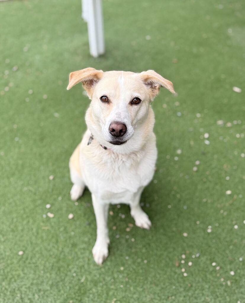 Enlarge Goldilocks, a Adoptable mixed breed in Fruit Heights, UT image 2/4