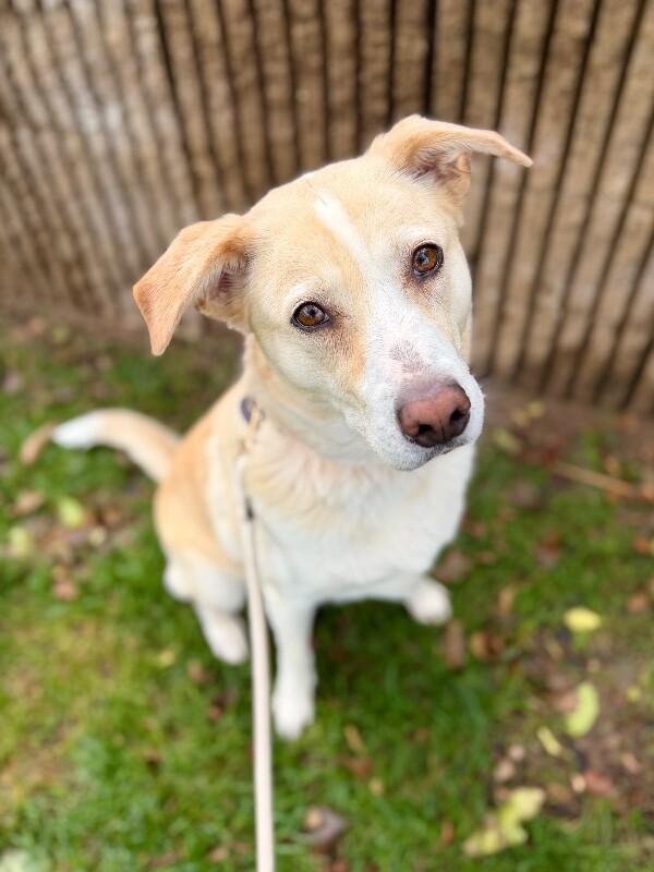 Enlarge Goldilocks, a Adoptable mixed breed in Fruit Heights, UT image 3/4