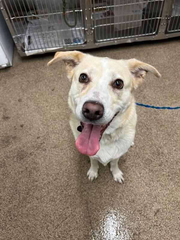 Enlarge Goldilocks, a Adoptable mixed breed in Fruit Heights, UT image 4/4