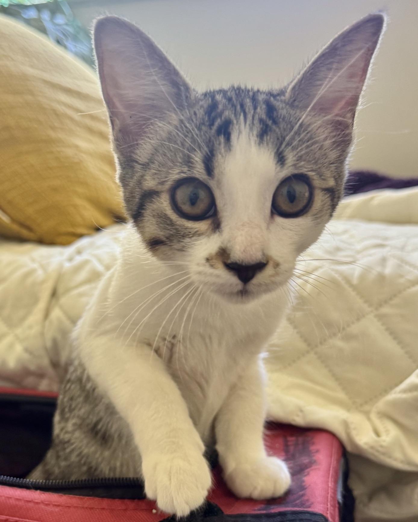 Enlarge Alice (bonded with Jasper), a Adoptable Domestic Short Hair in San Francisco, CA image 1/6