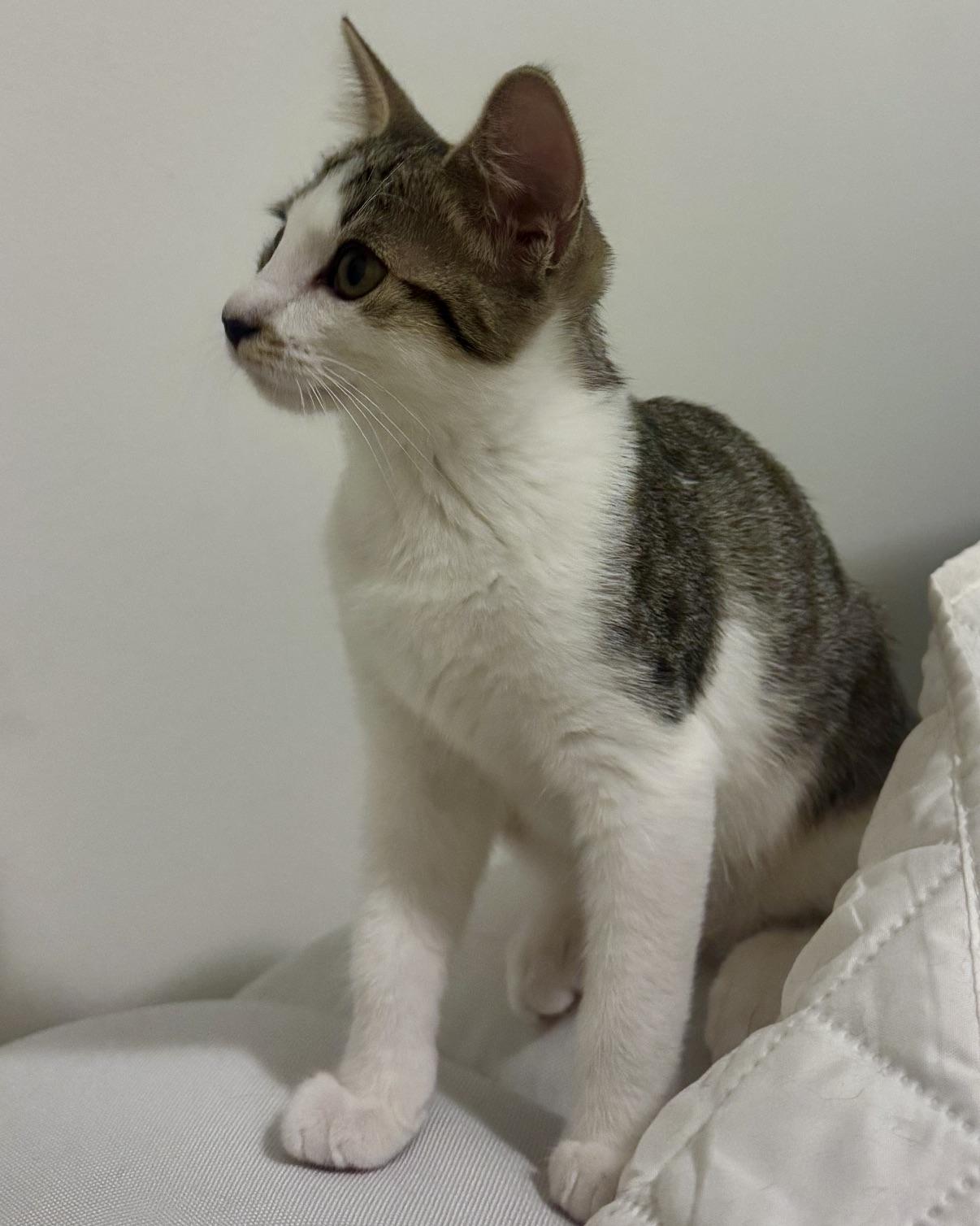 Enlarge Alice (bonded with Jasper), a Adoptable Domestic Short Hair in San Francisco, CA image 2/6