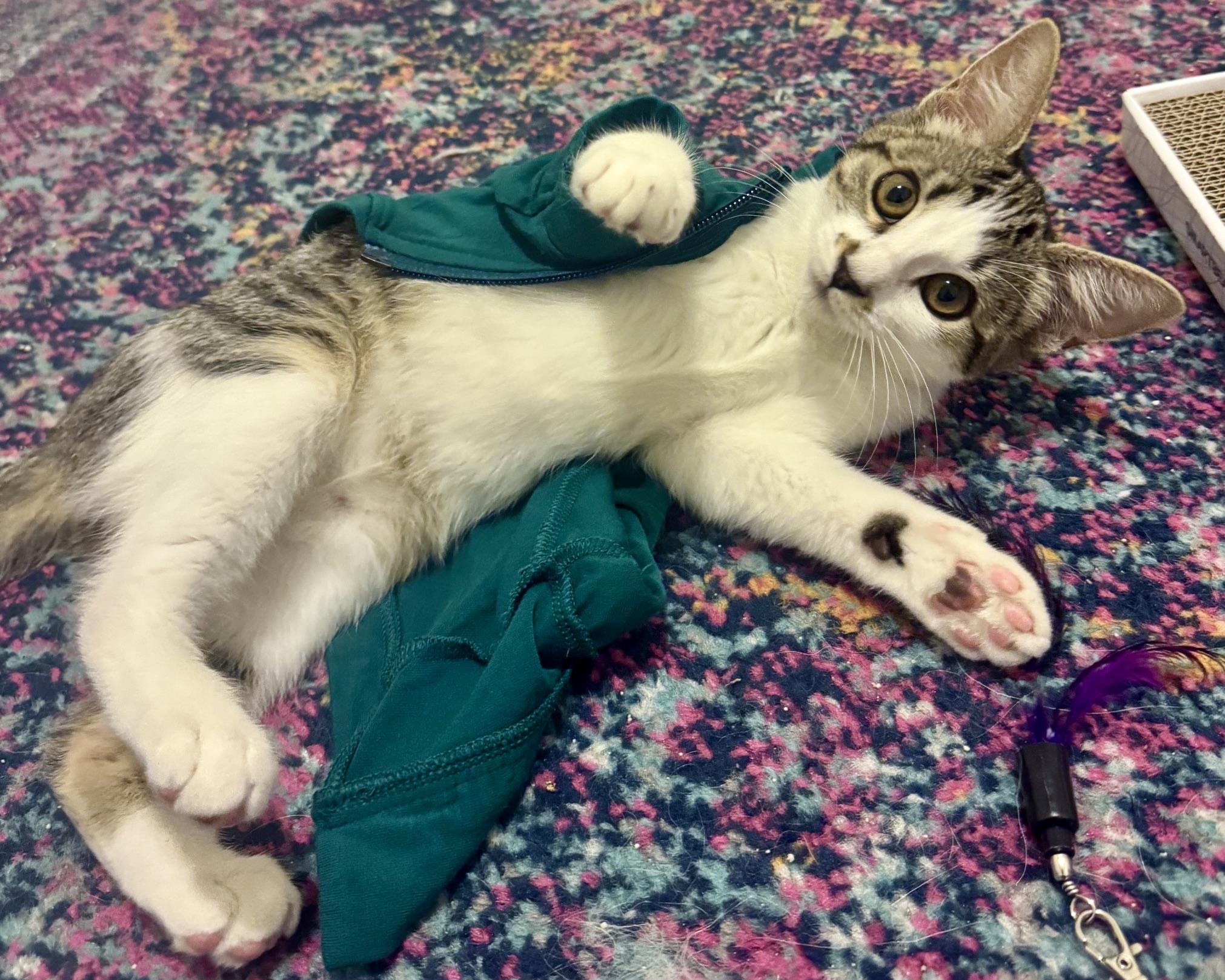 Enlarge Alice (bonded with Jasper), a Adoptable Domestic Short Hair in San Francisco, CA image 6/6