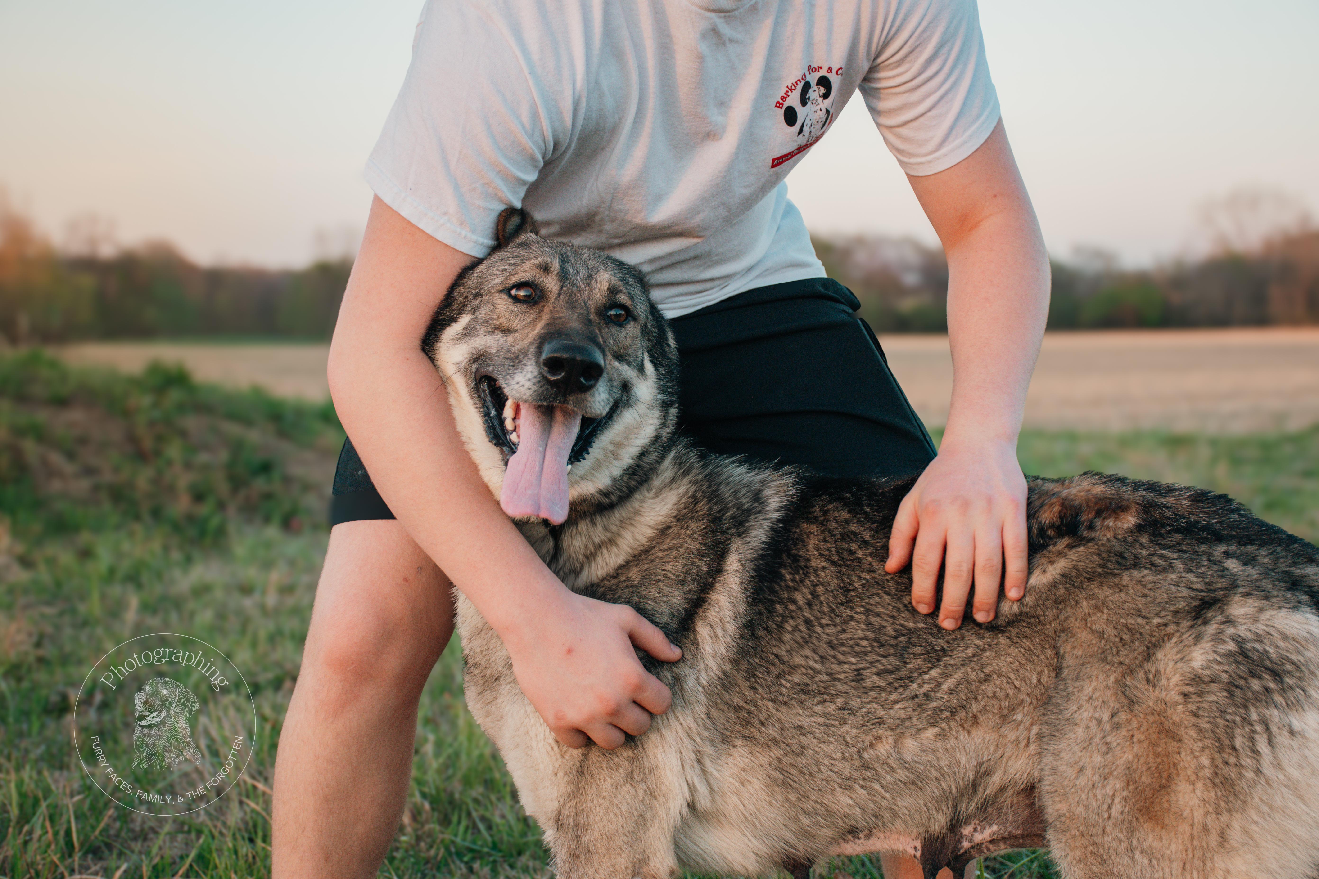 Enlarge Samantha, an adopted German Shepherd Dog in Muldrow, OK image 3/3