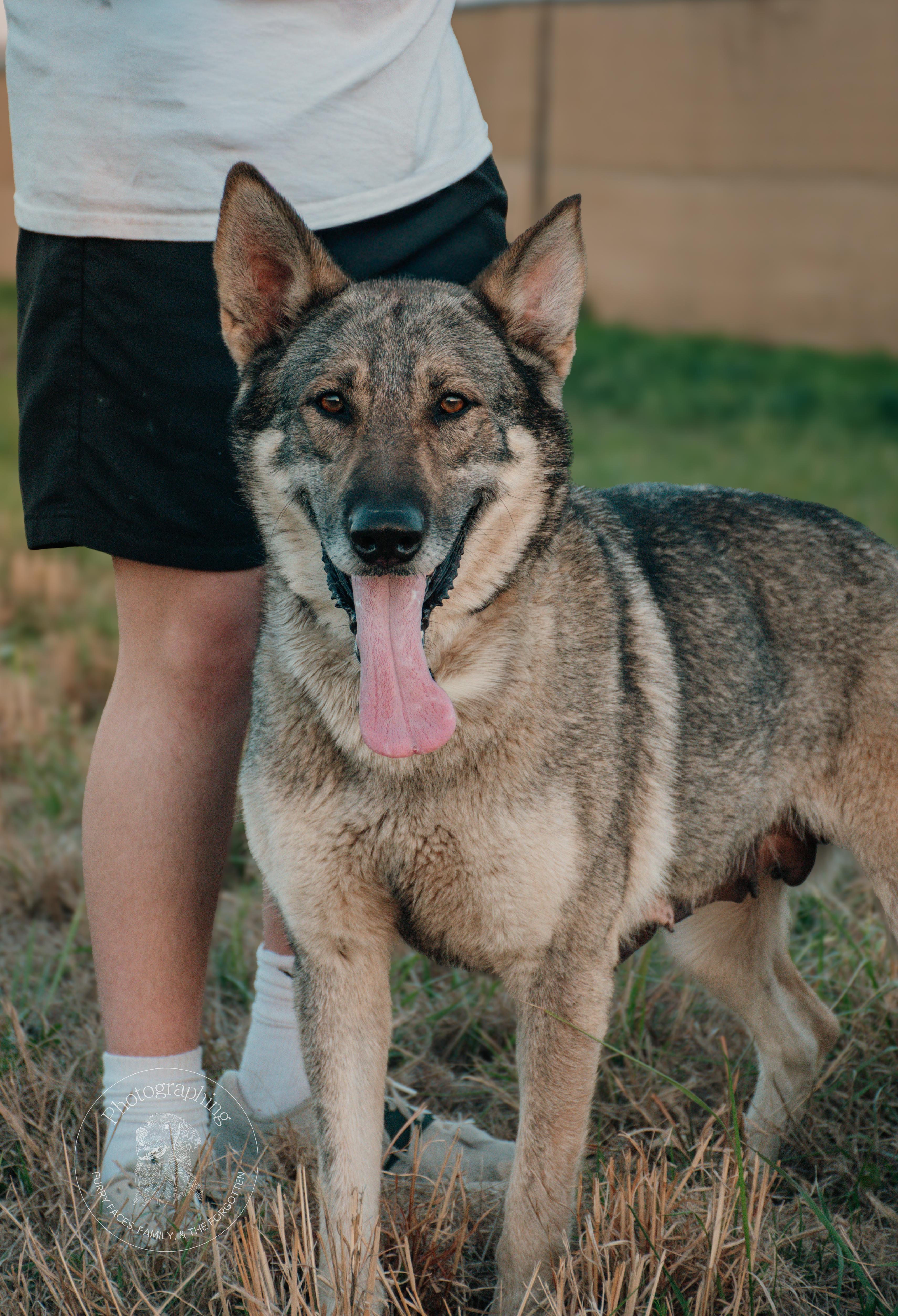 Enlarge Samantha, an adopted German Shepherd Dog in Muldrow, OK image 2/3
