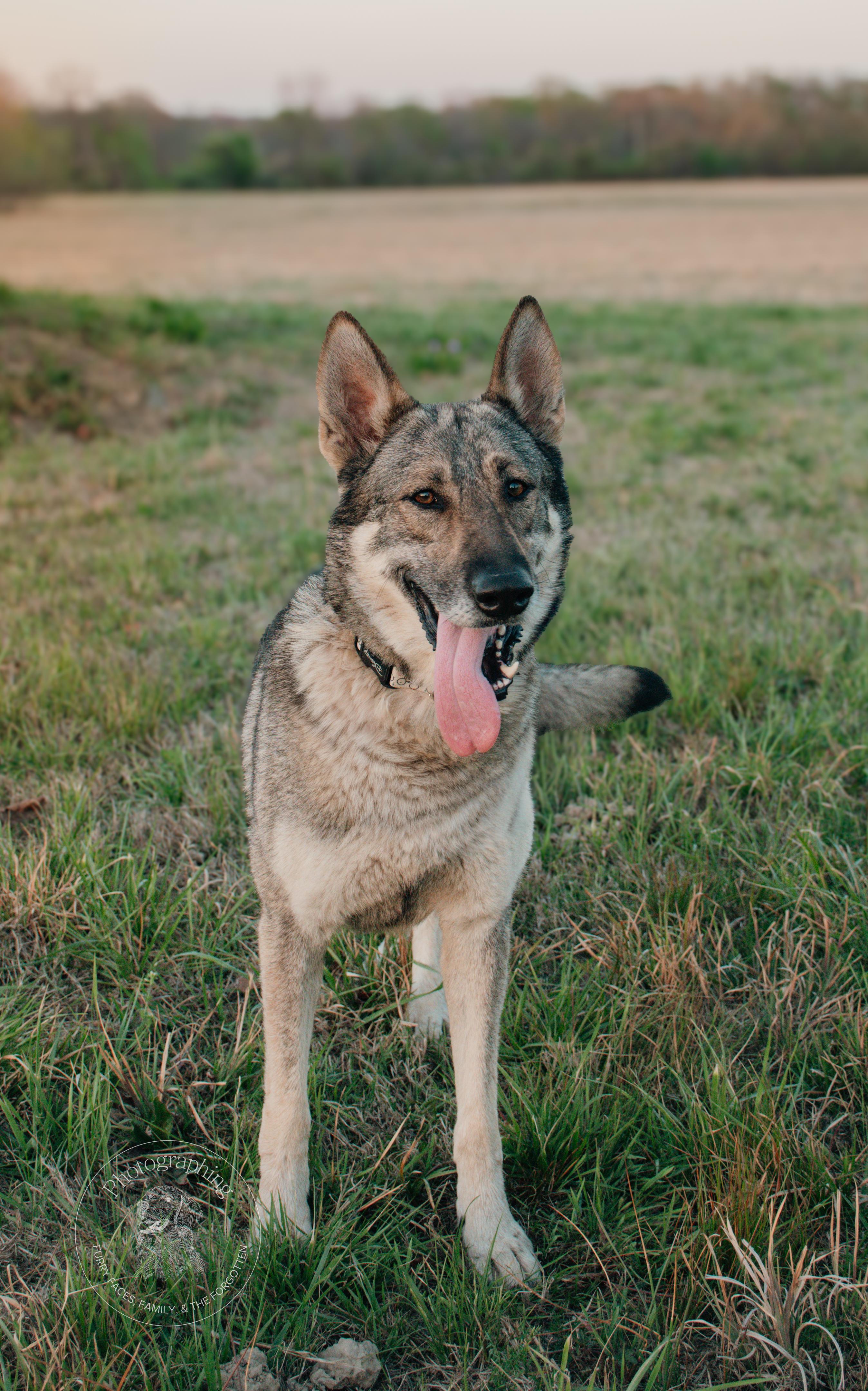 Enlarge Samantha, an adopted German Shepherd Dog in Muldrow, OK image 1/3