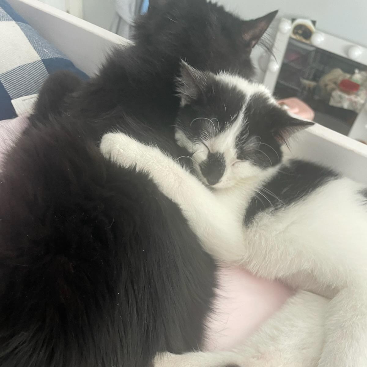 Cole, ADOPTABLE, Kitten Male Domestic Medium Hair.