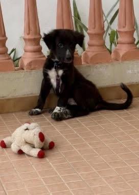 Cody, ADOPTABLE, Puppy Male Black Labrador Retriever.