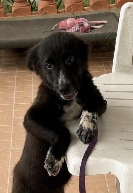 Enlarge Cody, a ADOPTABLE mixed breed in New York, NY image 2/6